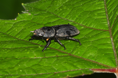 Carabidae da classificare-Dorcus parallelipipedus(Lucanidae)